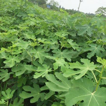 一年生無(wú)花果苗