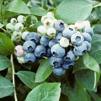 萊克西藍莓
