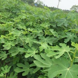 一年生無(wú)花果苗