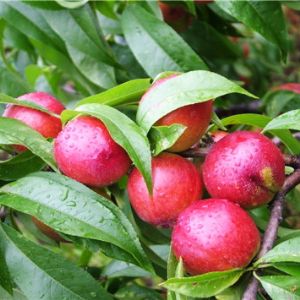 早熟主栽：中油桃5號(hào)