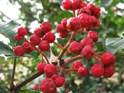 泰安高新區(qū)榮譽農業(yè)科技有限公司供應各種花椒苗