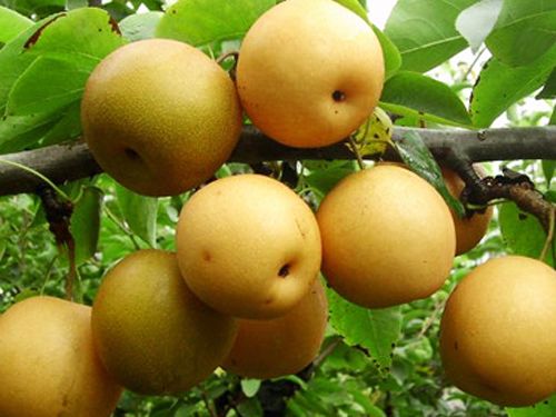 泰安高新區(qū)榮譽農業(yè)科技有限公司供應各種梨品種