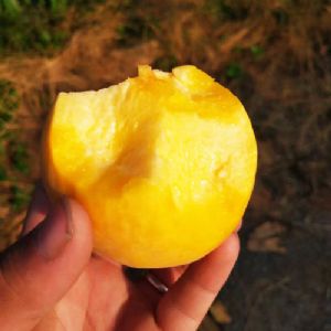 黃金蜜一號