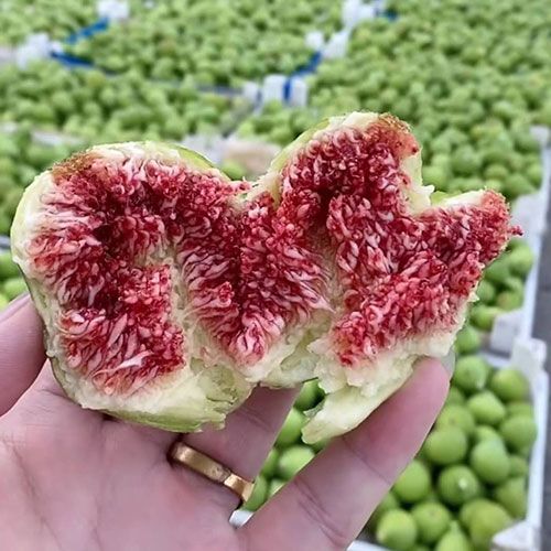 無(wú)花果苗種植技術(shù)