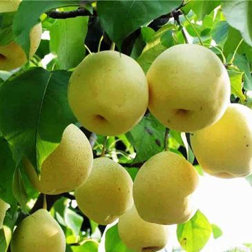 梨樹(shù)苗如何施肥？