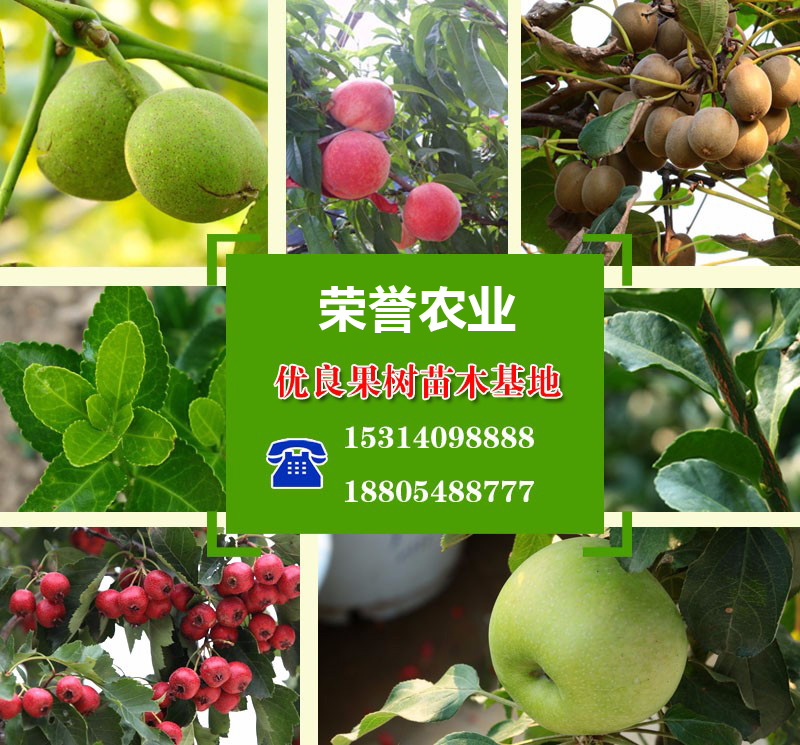 泰安高新區(qū)榮譽農(nóng)業(yè)科技有限公司